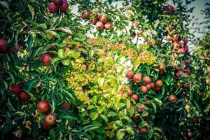 rosso sentinella Granchio Mela malus sylvestris nel il vecchio nazione Il prossimo per amburgo foto