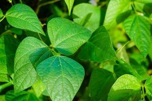 giardino fagioli faseolo volgare nel il vecchio terra Il prossimo per amburgo foto