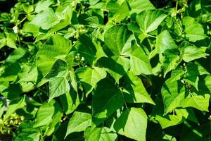 giardino fagioli faseolo volgare nel il vecchio terra Il prossimo per amburgo foto