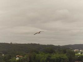 un' gabbiano volante foto