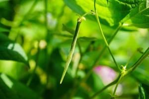 giardino fagioli faseolo volgare nel il vecchio terra Il prossimo per amburgo foto