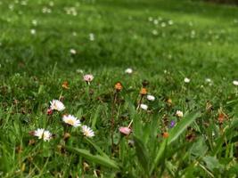 semplice fiori su il terra foto