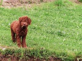 cane con anfibio nel il fauci foto