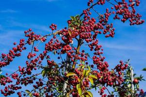 rosso sentinella Granchio Mela malus sylvestris nel il vecchio nazione Il prossimo per amburgo foto