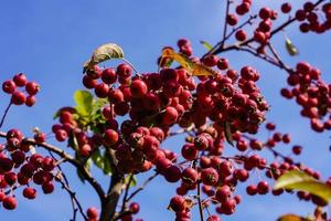 rosso sentinella Granchio Mela malus sylvestris nel il vecchio nazione Il prossimo per amburgo foto