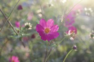 bellissimo rosa cosmo fiore fiorire di Pentecoste luce del sole nel il giardino su sfocatura natura sfondo. foto