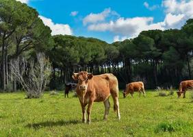 Marrone mucche nel il campo foto