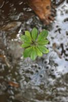 giovane pianta nel il fango foto