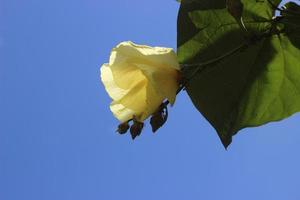 giallo fiore sotto il blu cielo foto