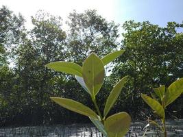 giovane pianta sotto il blu cielo foto