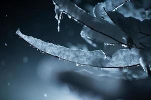 albero coperto di neve fresca nella notte d'inverno foto