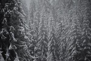 albero di pino sempreverde di natale coperto di neve fresca foto