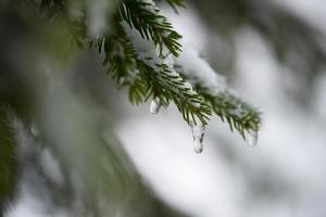 albero di pino sempreverde di natale coperto di neve fresca foto