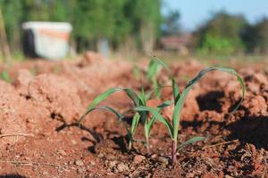 piantare piantine di mais sul terreno e coltivare piante economiche foto