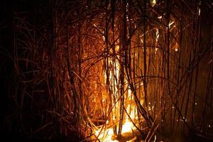 la canna da zucchero viene bruciata per rimuovere le foglie esterne attorno agli steli prima della raccolta foto