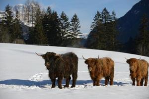 animale di vacca in inverno foto