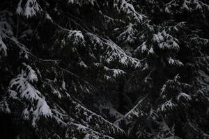 albero di pino sempreverde di natale coperto di neve fresca foto