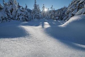 inverno Alba con fresco neve coperto foresta e montagne foto