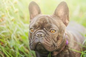 un' giovane cane su un' sfondo di verde erba. il cane è nero e tigrato di il francese bulldog razza foto