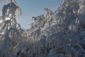 fresco neve su rami foto