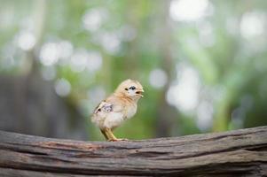 un' poco pollo nel giardino foto