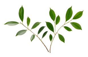ramoscello con verde le foglie macro tiro isolato su bianca sfondo foto