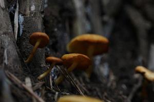 bellissimo giallo selvaggio funghi può essere pericoloso Se ingerito. foto