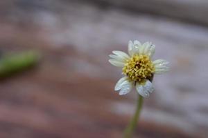 un' avvicinamento tiro di un' erba fiore con un' goccia di pioggia, un' avvicinamento tiro di un' erba fiore a un' distanza porta su il particolari. foto