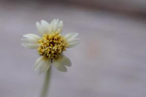 un' avvicinamento tiro di un' erba fiore con un' goccia di pioggia, un' avvicinamento tiro di un' erba fiore a un' distanza porta su il particolari. foto