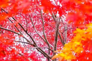 foglie d'acero colorate sullo sfondo della natura autunnale, messa a fuoco selettiva foto