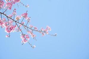 bellissimo rosa ciliegia fiori sakura con rinfrescante nel il mattina su blu cielo sfondo nel Giappone foto