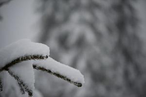 albero di pino sempreverde di natale coperto di neve fresca foto