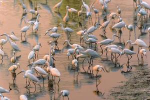 gregge di nevoso garzette - egretta tula -- nel arancia acqua e spiaggia nel sfondo nel Tailandia foto