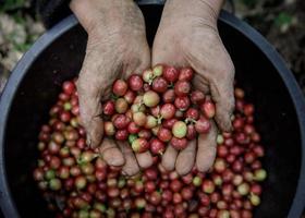 vicino su mano Tenere fresco caffè fagioli foto