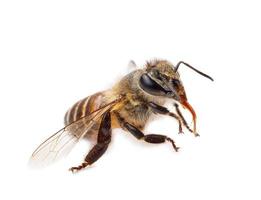 miele ape isolato su bianca bandiera sfondo, ape prodotti di biologico naturale ingredienti concetto foto