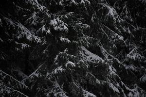 albero di pino sempreverde di natale coperto di neve fresca foto