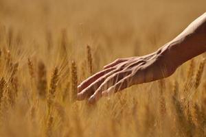 mano nel campo di grano foto