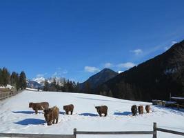 inverno mucca foto