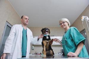 veterinario e assistente in una piccola clinica per animali foto