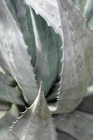 primo piano di piante succulente, foglie fresche dettaglio di agave americana foto