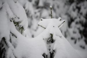 albero di pino sempreverde di natale coperto di neve fresca foto