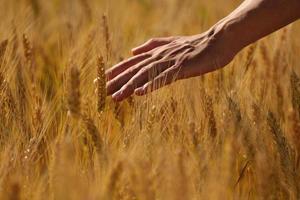 mano nel campo di grano foto