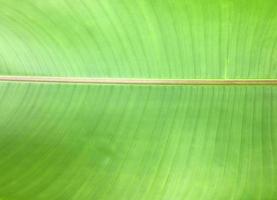 isolato heliconia tortuosa foglia con ritaglio percorsi. foto