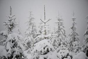 albero di pino sempreverde di natale coperto di neve fresca foto