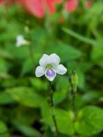 violaceo bianca Fiore di campo macro foto