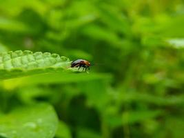 macro foto di un' rosso nero coccinella su il mancia di un' verde foglia, selettivo messa a fuoco