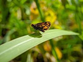 macro foto di un' giallo e nero farfalla skipper arroccato su un' verde erba foglia