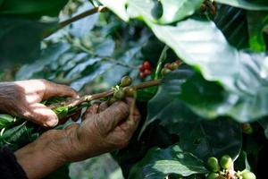 vicino su mano mantenere caffè fagioli per raccolta su caffè albero, fresco biologico rosso caffè foto