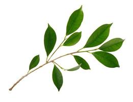 fresco verde le foglie ramo macro tiro isolato su bianca sfondo foto