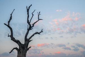 il iconico morto albero vicino u bein ponte, taungthaman lago vicino amarapura nel Myanmar. foto